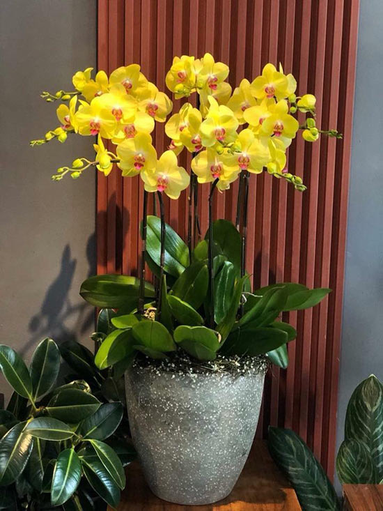 Chậu lan hồ điệp vàng sang trọng Chậu lan hồ điệp vàng sang trọng